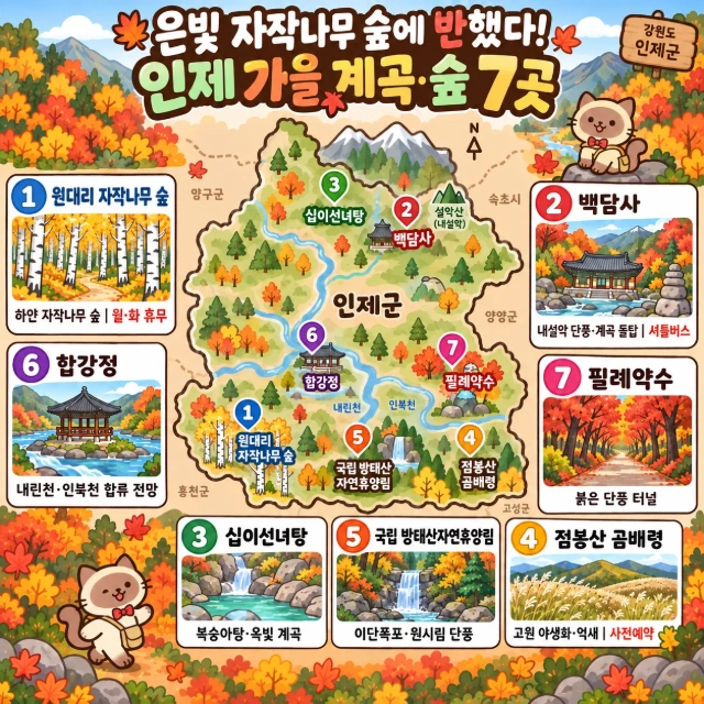 은빛 자작나무 숲에 반했다! 인제 가을 계곡·숲 7곳 인포그래픽