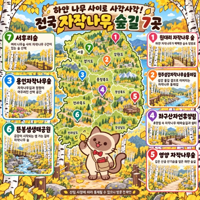 하얀 나무 사이로 사각사각! 전국 자작나무 숲길 7곳 인포그래픽